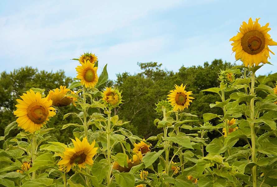 sunflower stroll