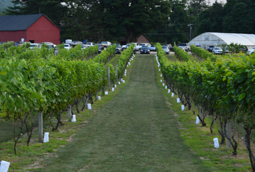 vineyard path